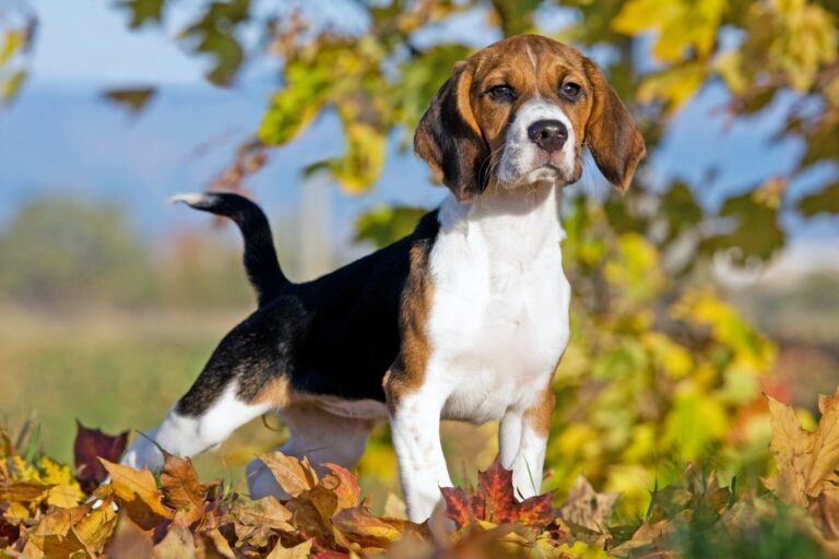 Beagle empoderado