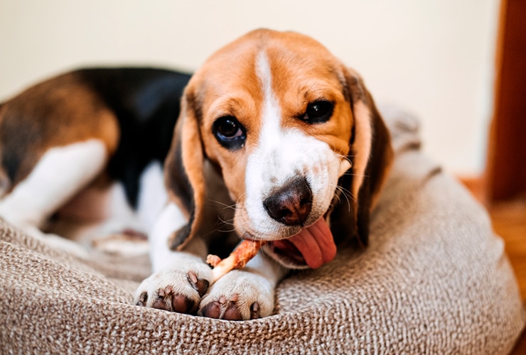 Beagle comiendo