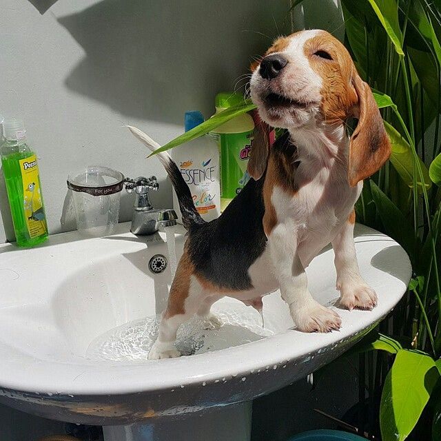 Beagle bañandose