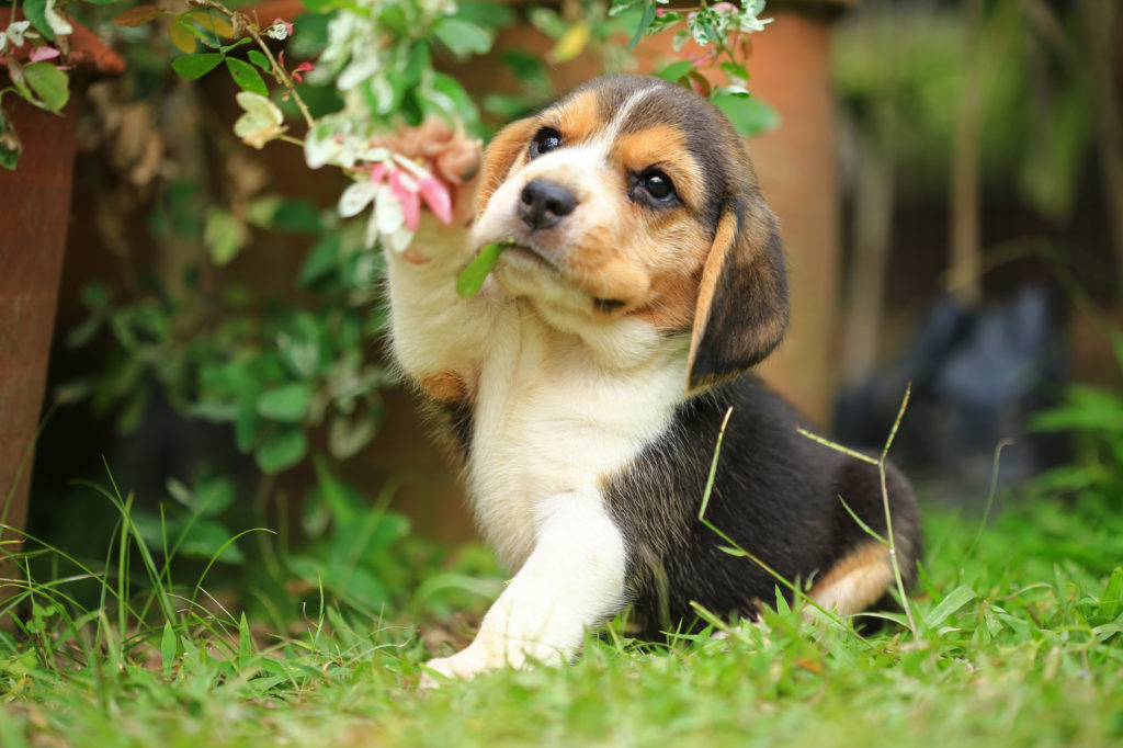 Cachorro Beagle