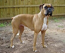 Boxer