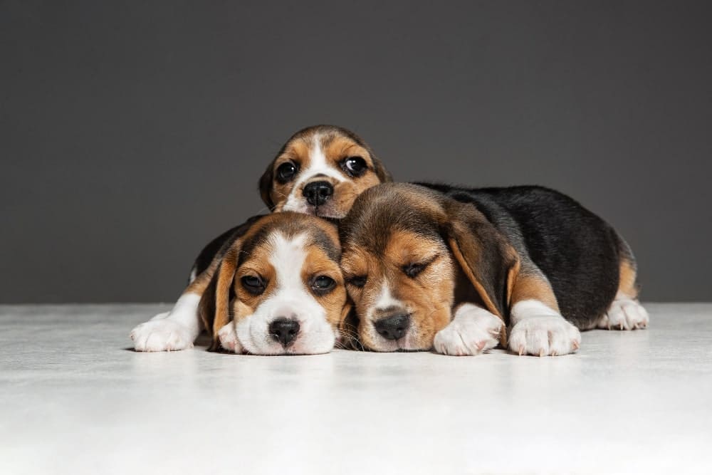 Cachorros de Beagle descansado