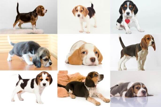 Diferentes colores de Beagle

