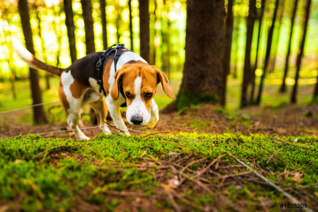 Beagle rastreando