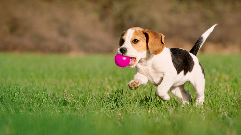 Beagle jugando 
