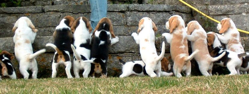 Diferentes colores de Beagle
