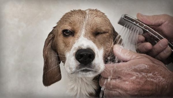 Beagle bañandose