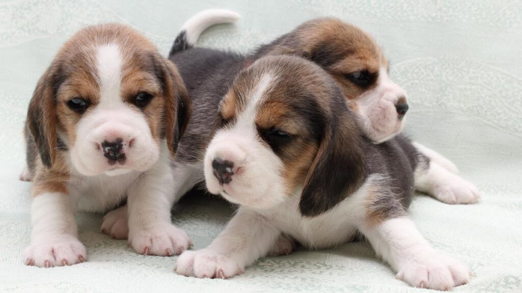 Cachorro Beagle