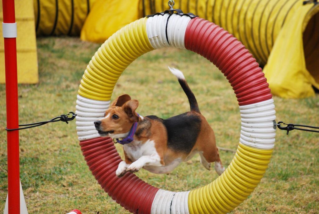 Beagle agility
