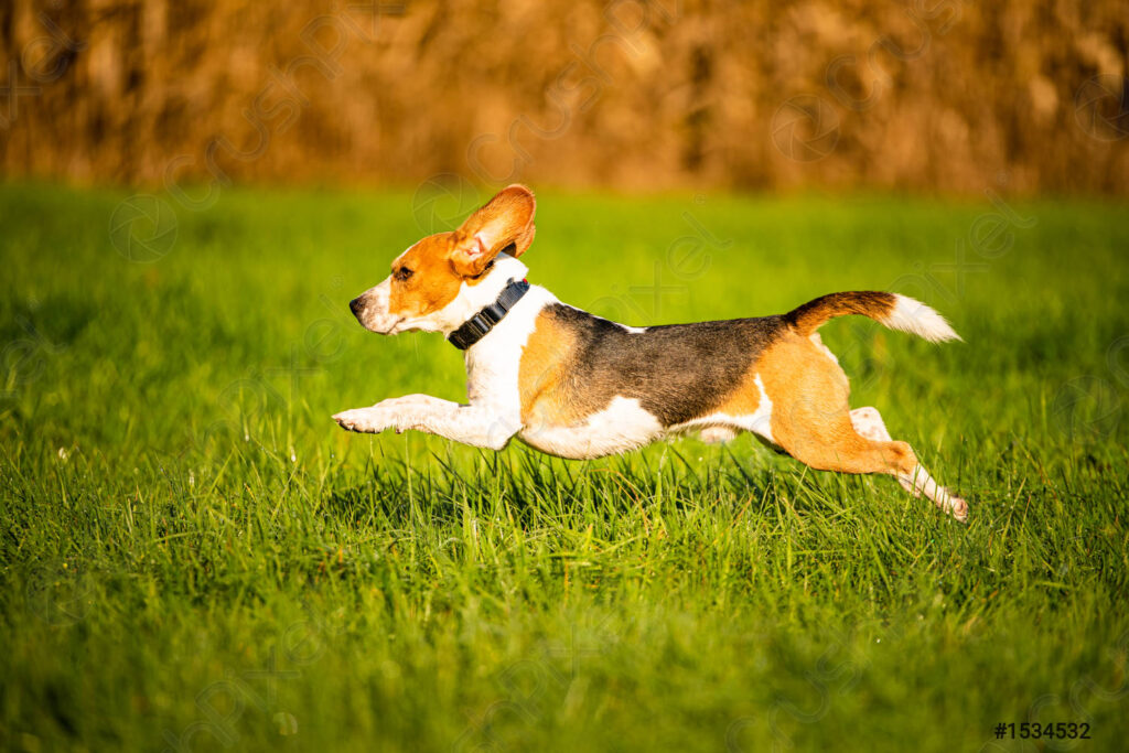 Beagle corriendo