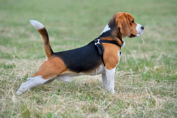 Beagle cazando