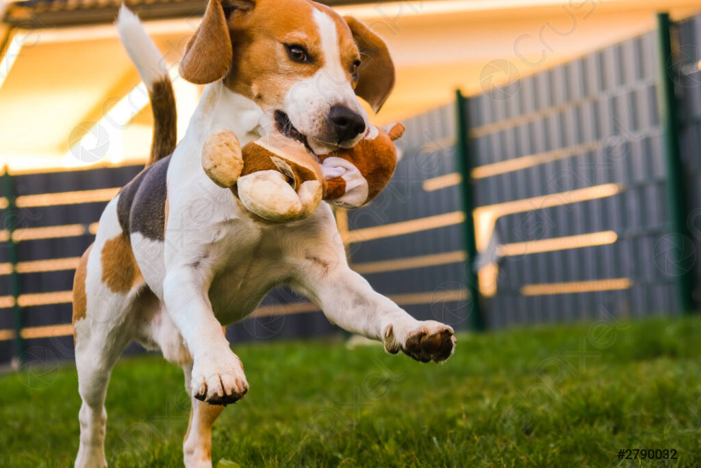 Beagle jugando
