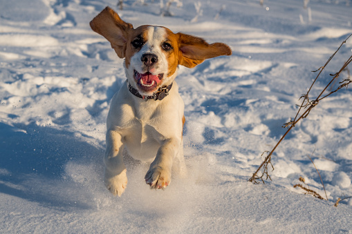 Beagle en la nieve
