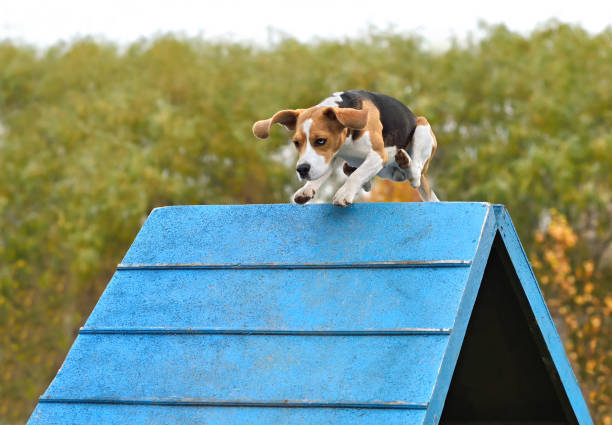 Beagle agility
