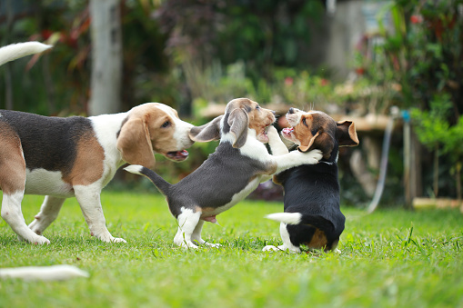 Beagle jugando
