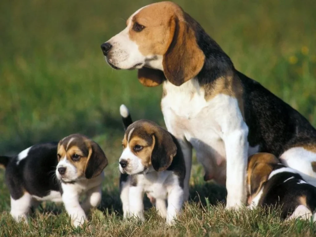 Familia de Beagle