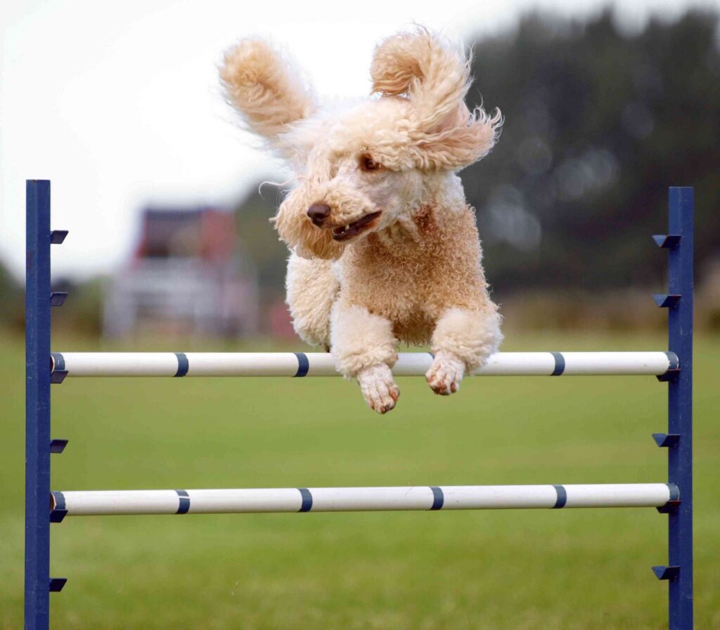 Caniche