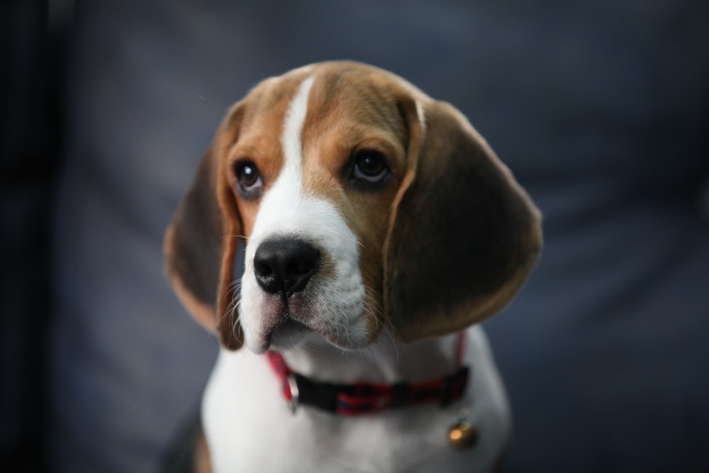 Beagle cachorro