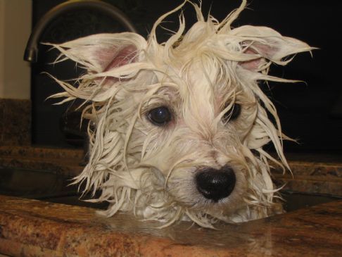 Westie bañandose