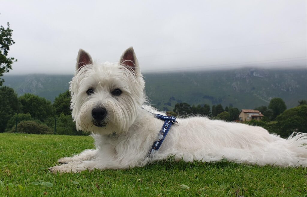 Westie