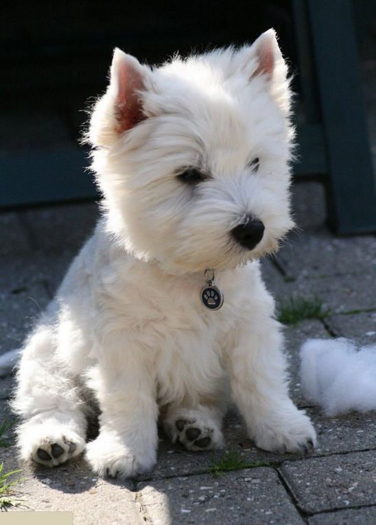 Westie