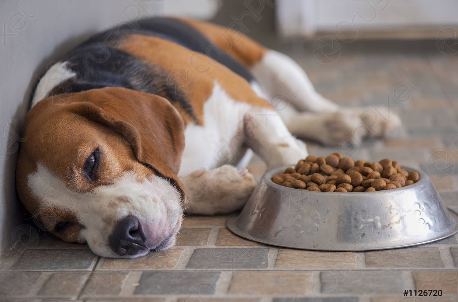 Beagle descansando