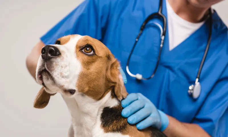 Beagle en el veterinario