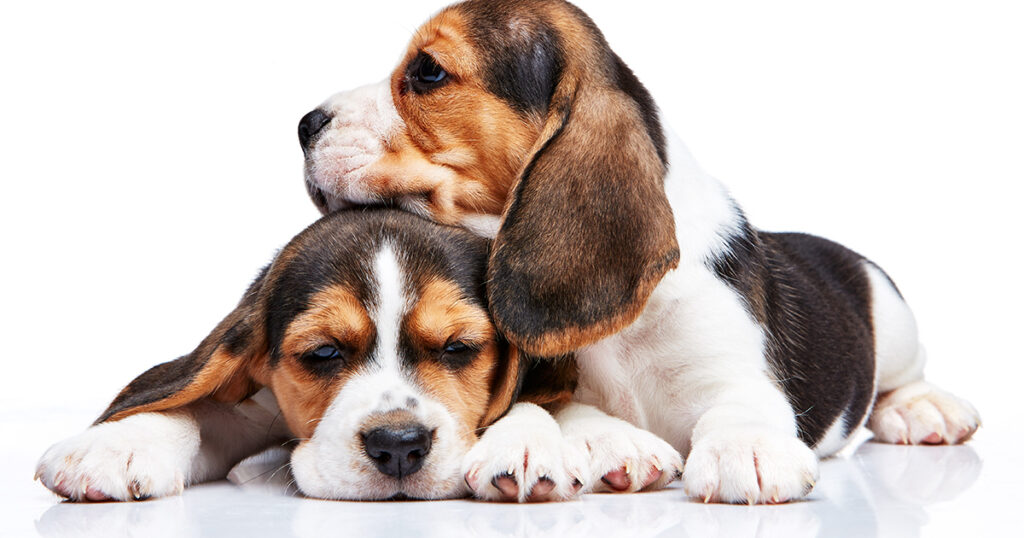 Cachorros de Beagle