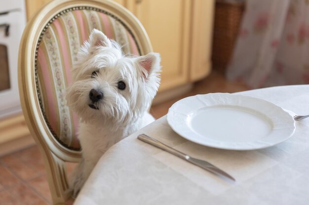 Westie comiendo