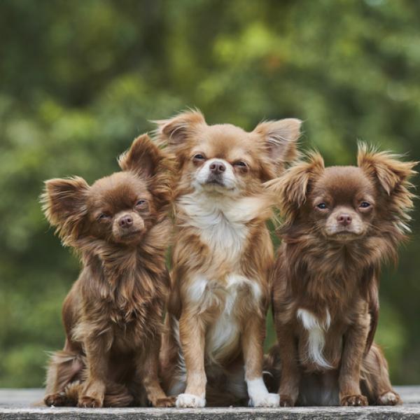 Chihuahua