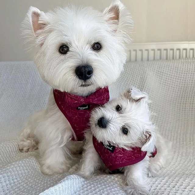 Westie