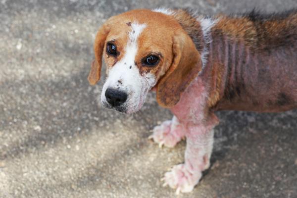 Beagle enfermo