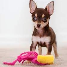 Chihuahua
