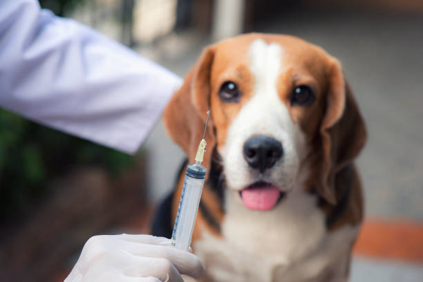 Beagle en veterinario