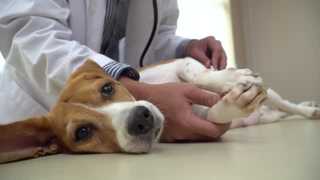 Beagle en el veterinario