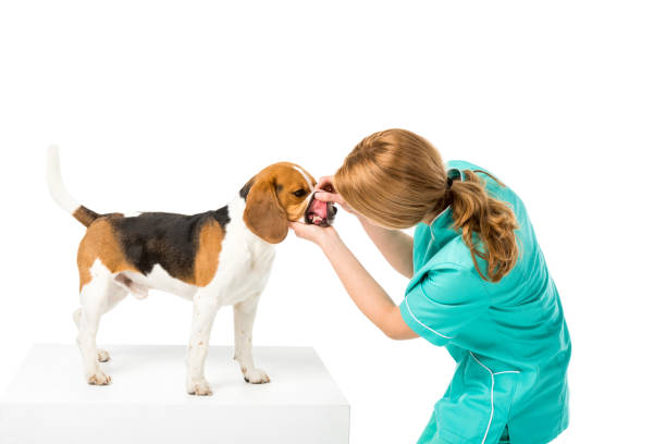 Beagle en veterinario