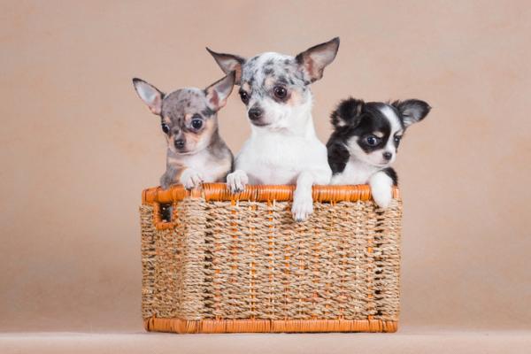 Chihuahua