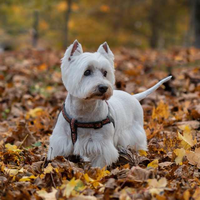 Westie