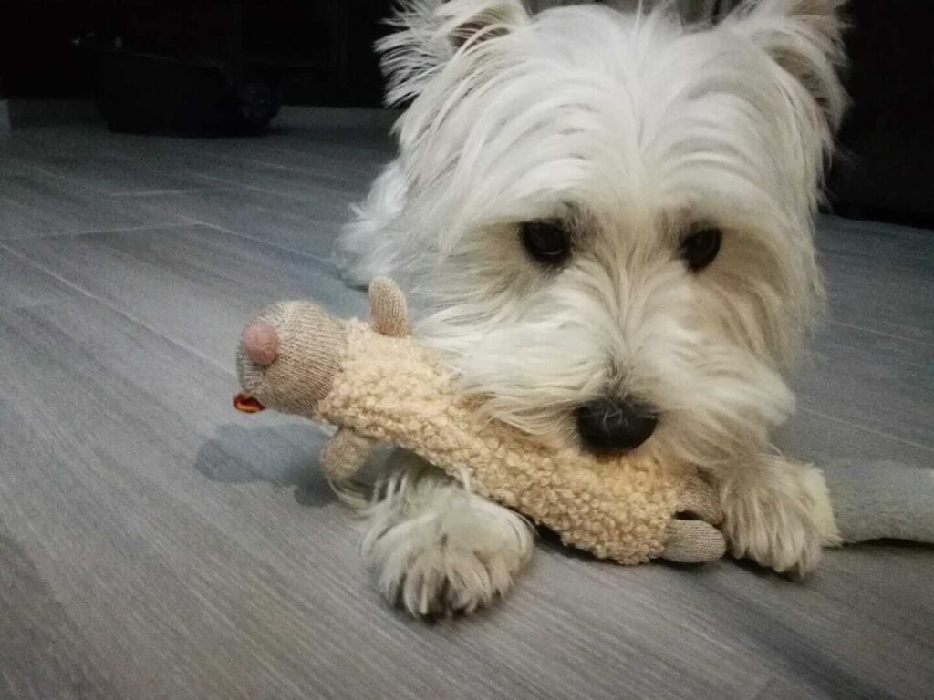 Westie