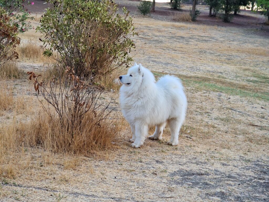 Samoyedo