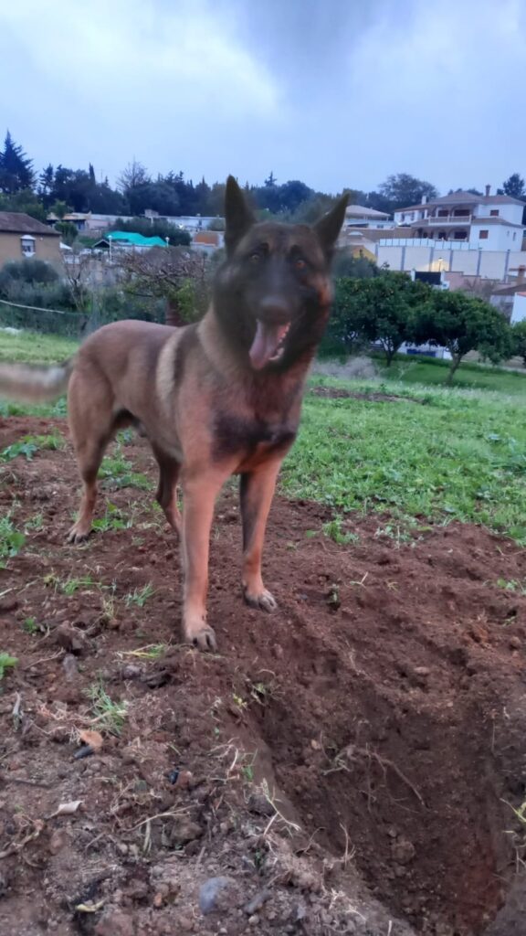 pastor belga malinois