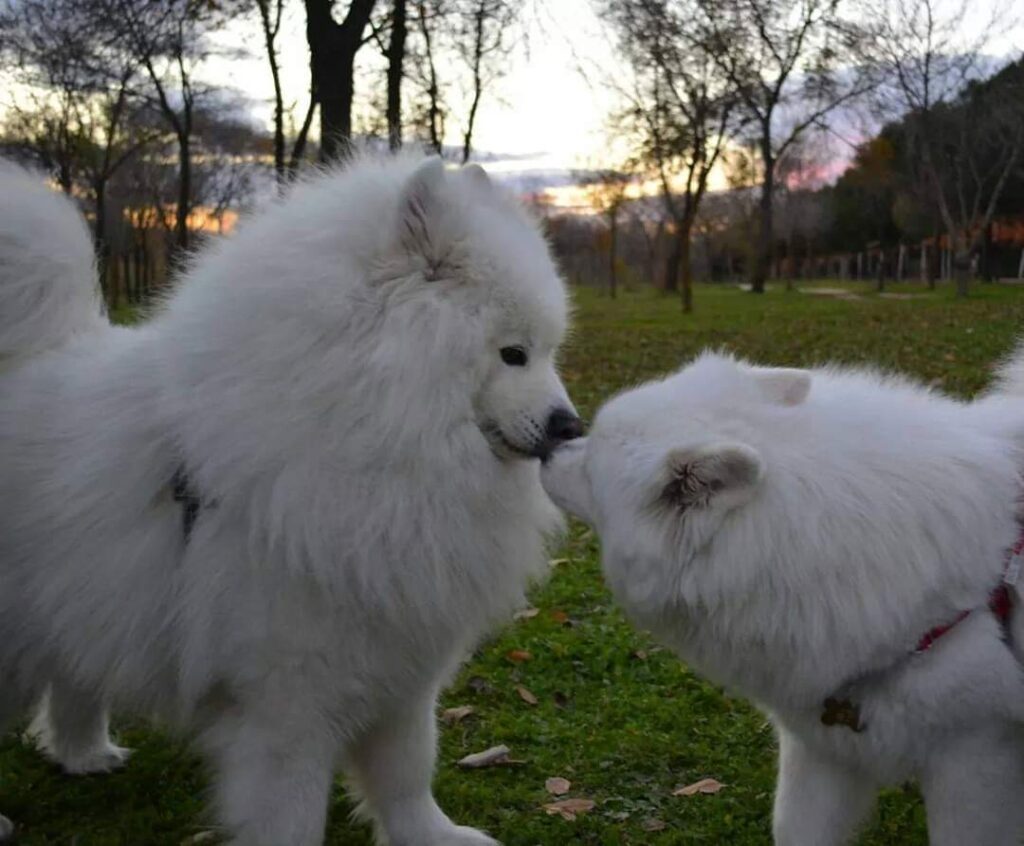 Samoyedo