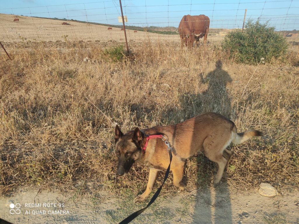 pastor belga malinois