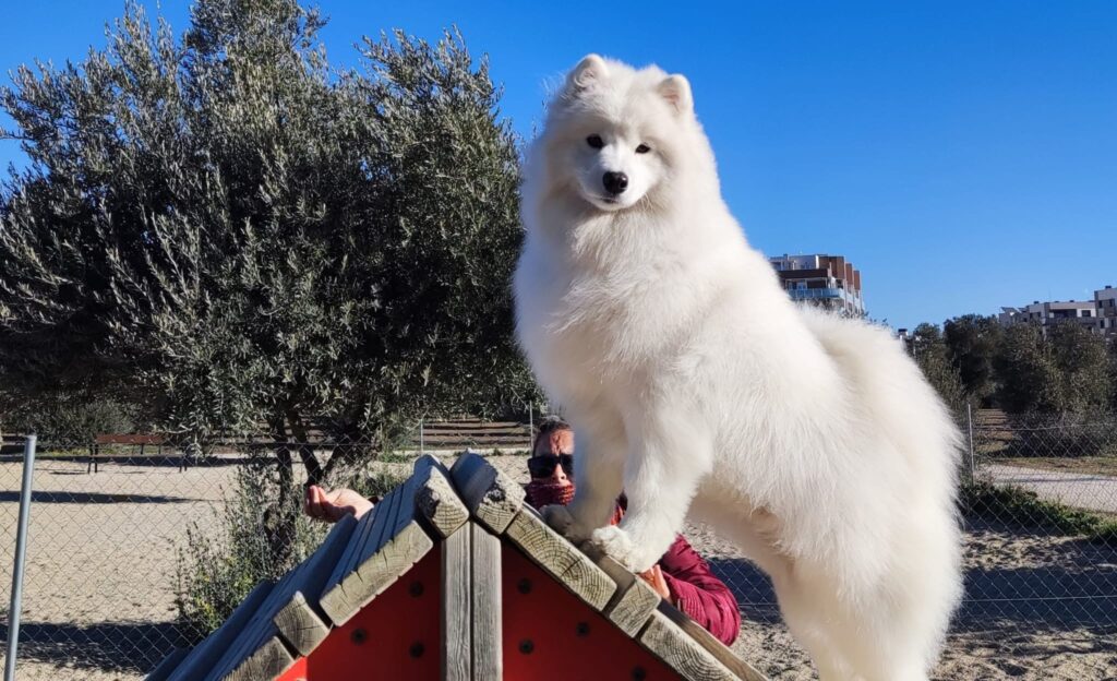 Samoyedo