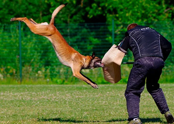 pastor belga malinois