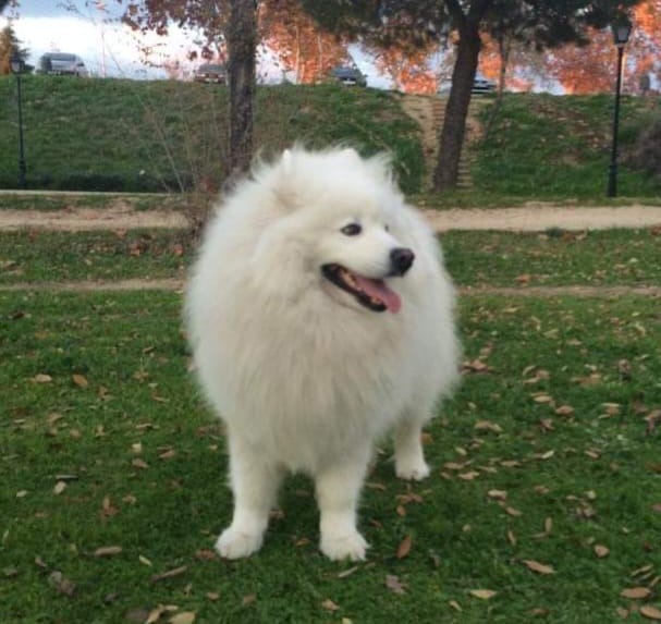 Samoyedo