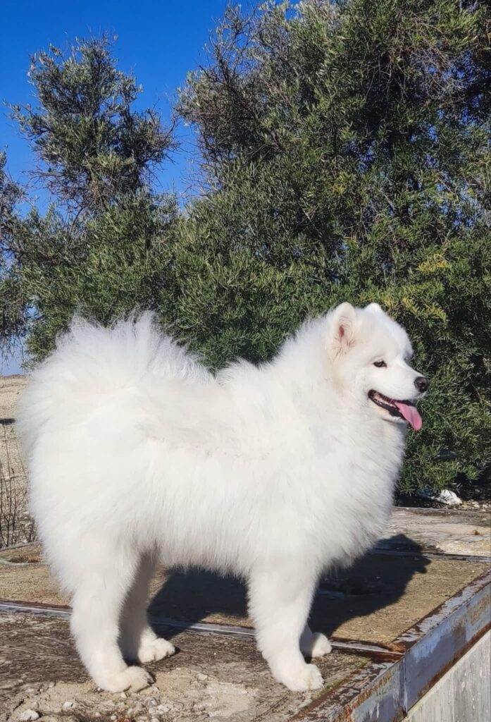 Samoyedo