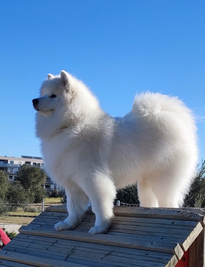 Samoyedo