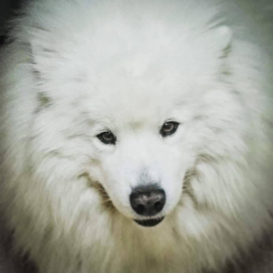 Samoyedo