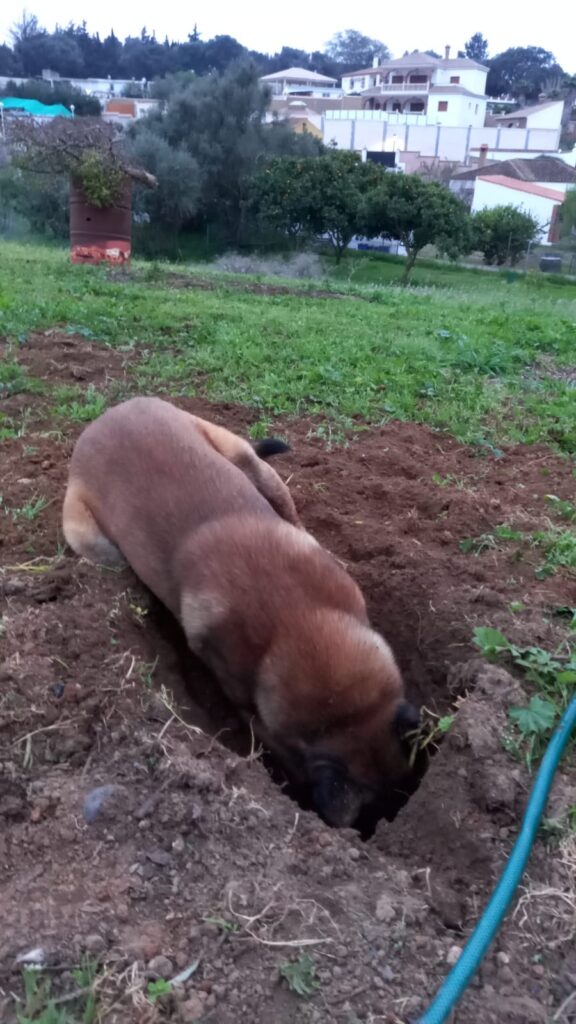 pastor belga malinois